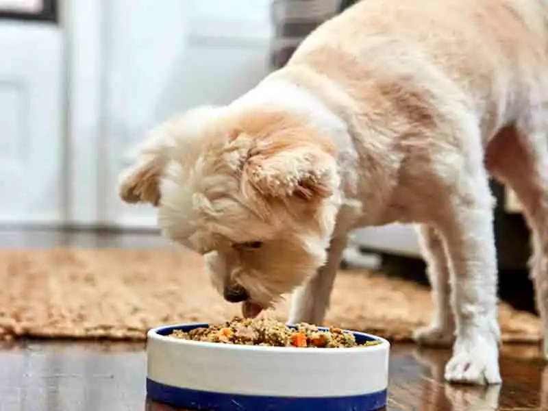 Dog having wet food 